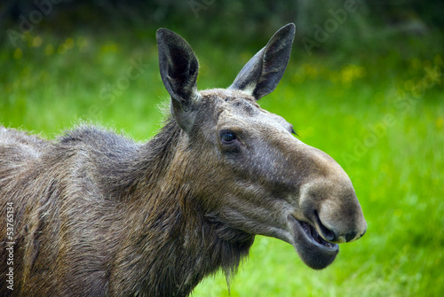 Moose in Sweden