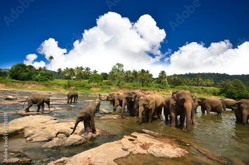 Young elephants playing in the water photo