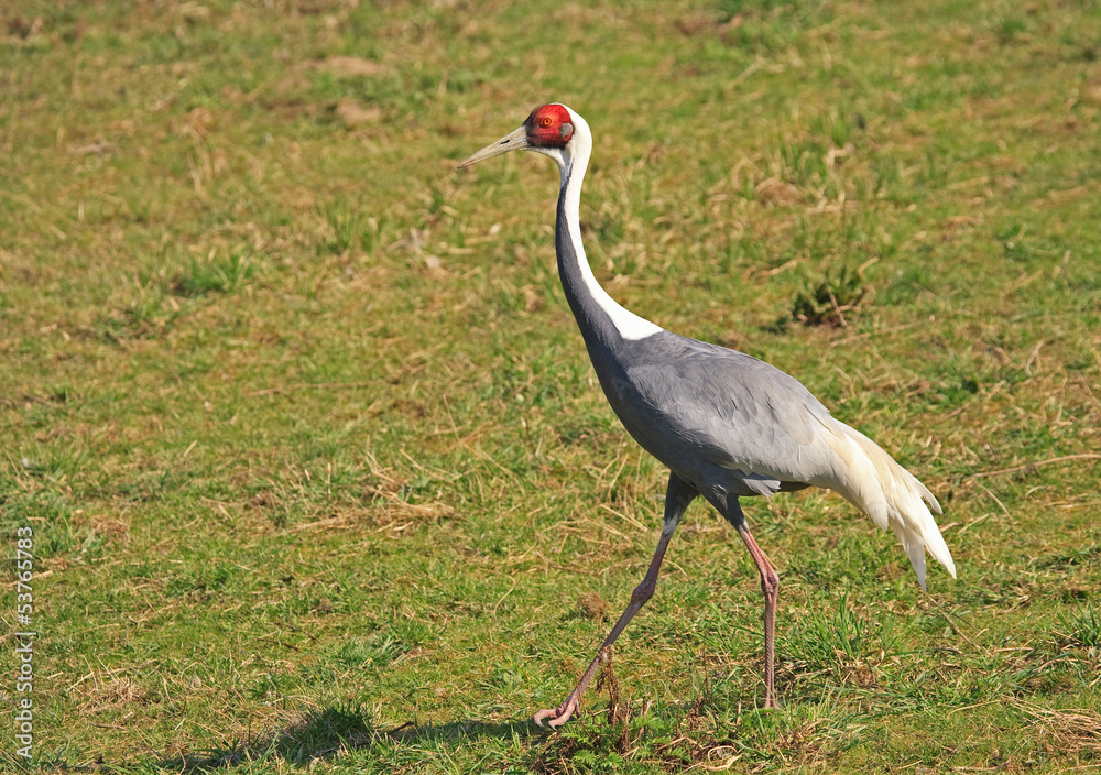 Obraz premium Sandhill crane