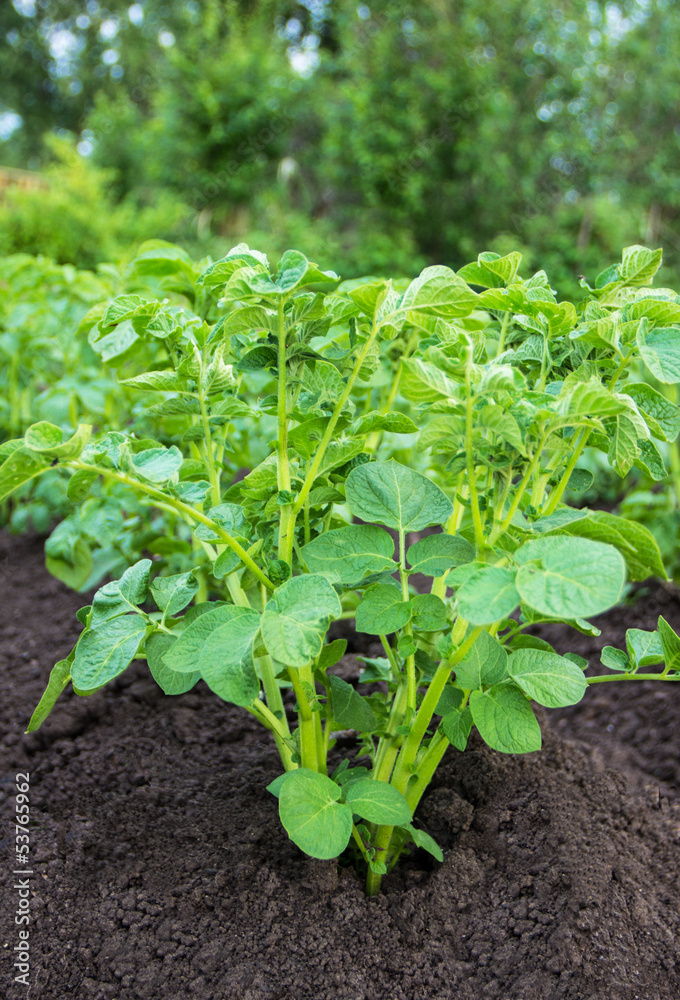 Close up of a potato field Close up of a potato field