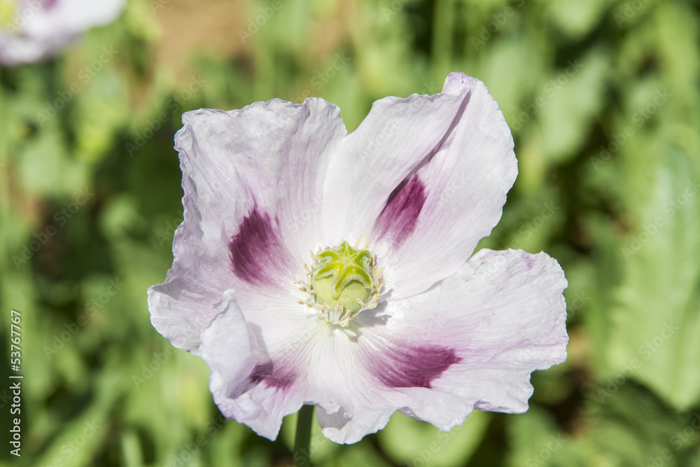 Fototapeta premium Opium poppy, Papaver somniferum