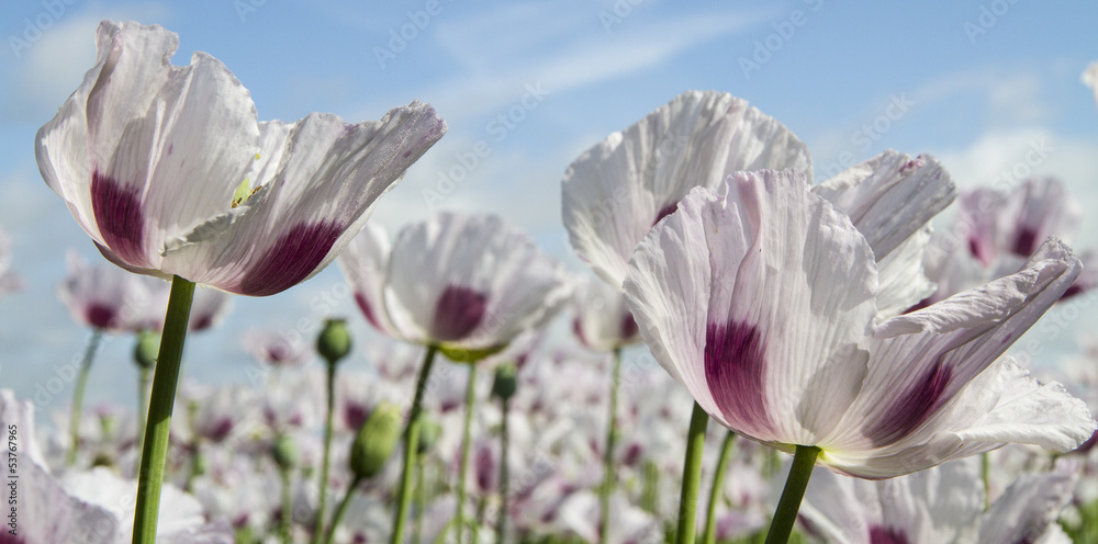 Naklejka premium Close up of farmed Opium poppy, Papaver somniferum, in the UK