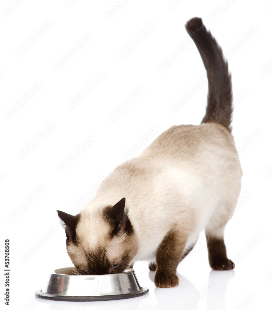 Obraz premium cat eating food. isolated on white background