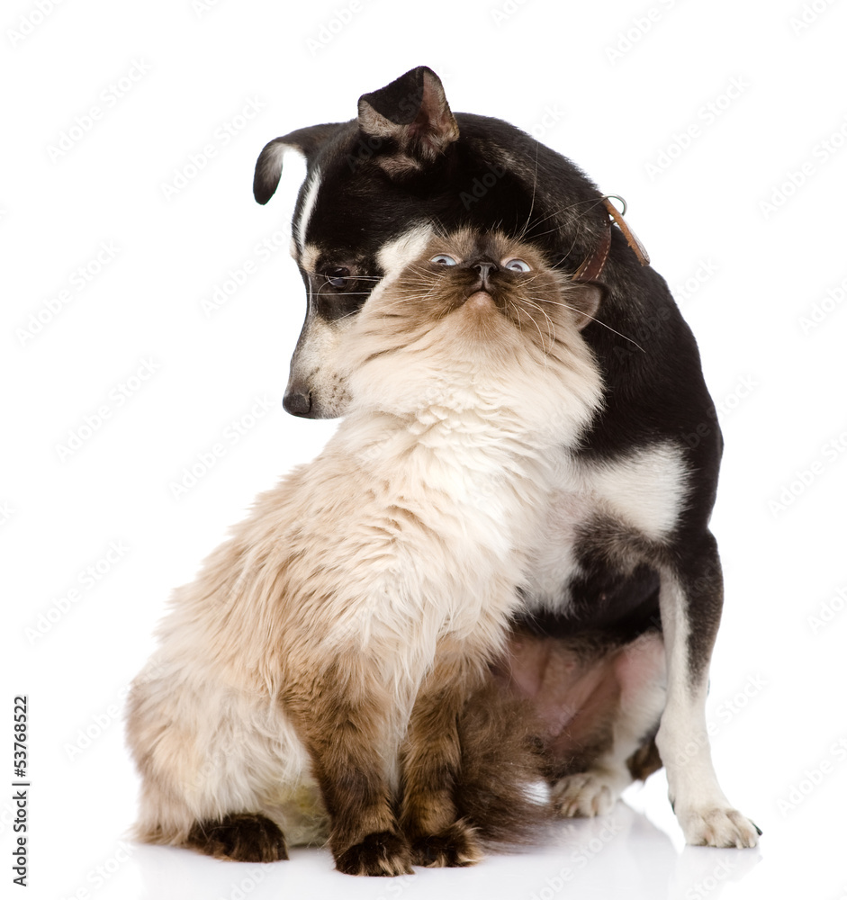 mixed breed puppy and cat together. isolated on white mixed breed puppy and cat together. isolated on white