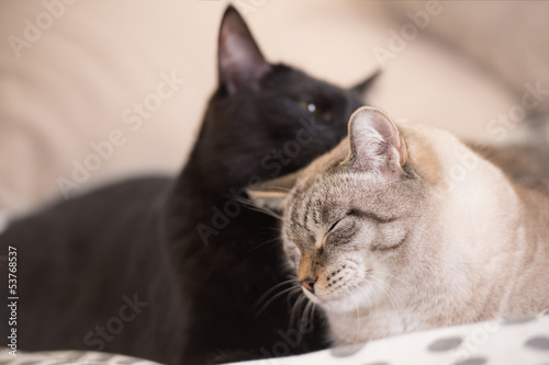 Two cute domestic short hair cats snuggle with one another