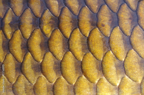 Texture écaille de poisson