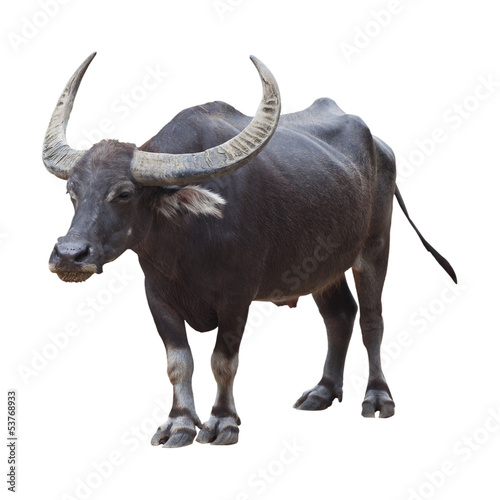 Buffalo isolated on the white background photo
