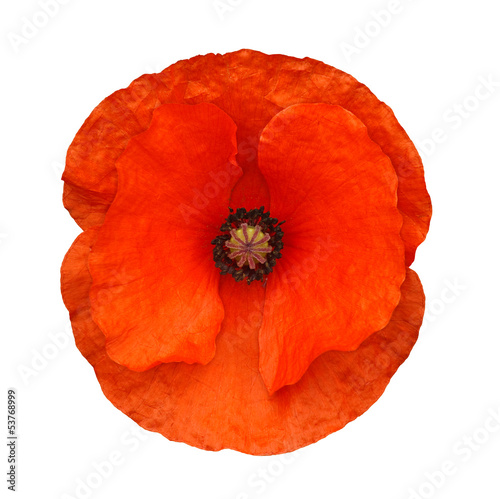 red poppy isolated photo