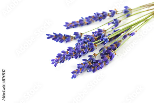 Fototapeta Naklejka Na Ścianę i Meble -  Lavender plant, fresh aromatic flower, isolated on white