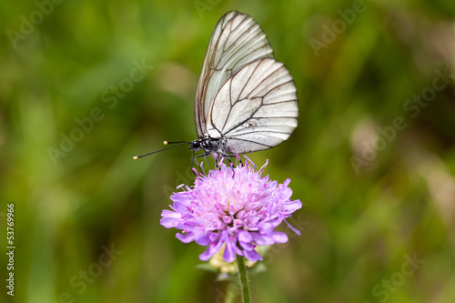 Beautiful butterfly on clover in the sun