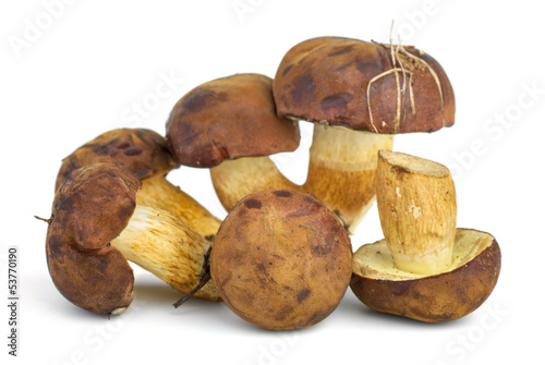 Vászonkép Edible mushrooms (Cepe)