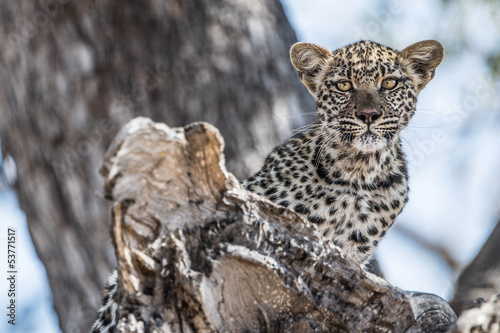 Plakat Baby leopard after eating