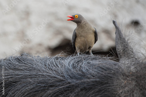 Plakat Bird on a warthog