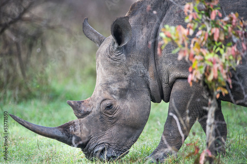 Plakat Rhino eats