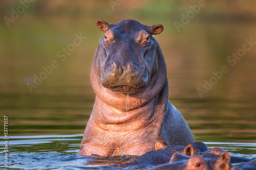 Canvas-taulu Curious hippo