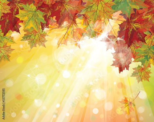 Vector of autumnal leaves on sunny background.