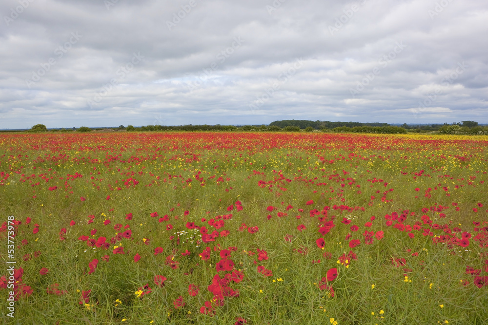 summer poppies