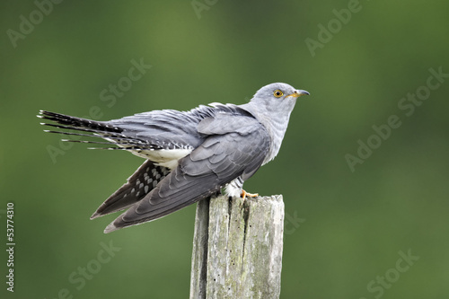 Cuckoo, Cuculus canorus photo