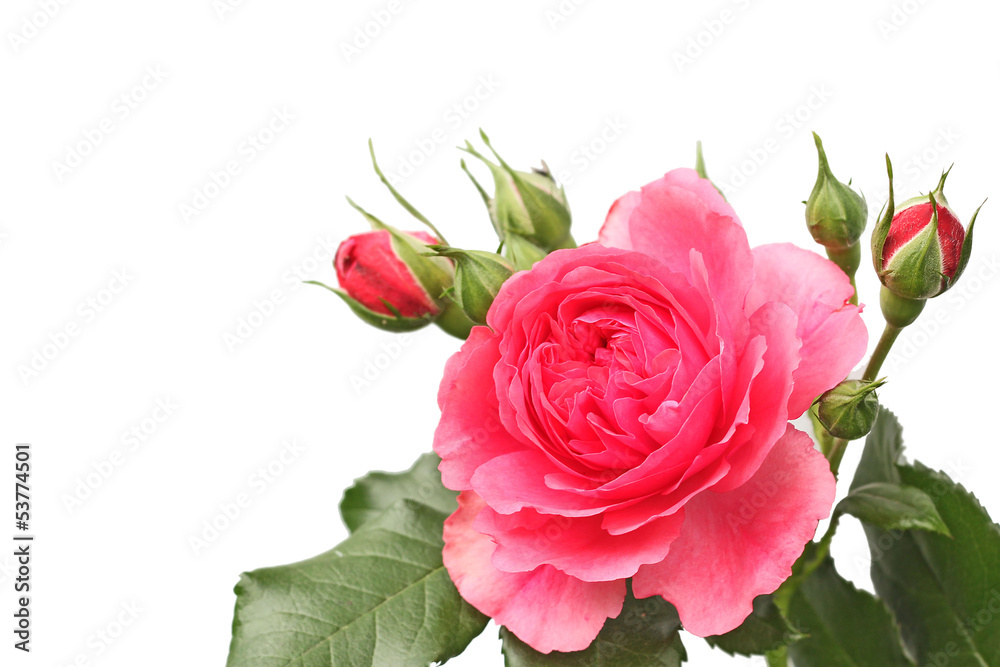 Fototapeta premium flower of pink roses on white background