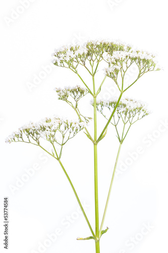 Baldrian (Valeriana officinalis) - Blüte auf weißem Hintergrun