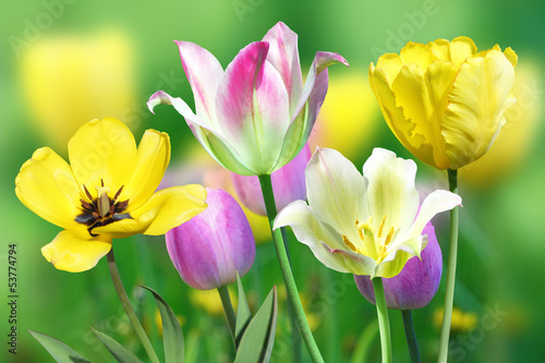 Fototapeta Naklejka Na Ścianę i Meble -  tulips flowers growing in green grass