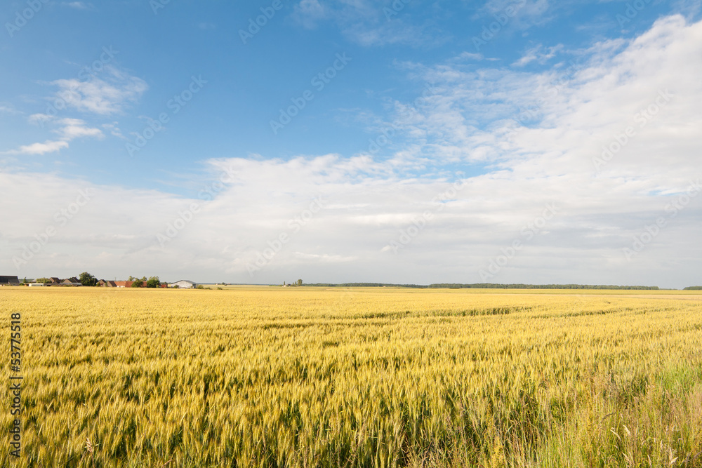 Wheat field under blue sky with clouds