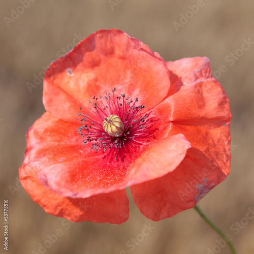 Papaver rhoeas (corn poppy)