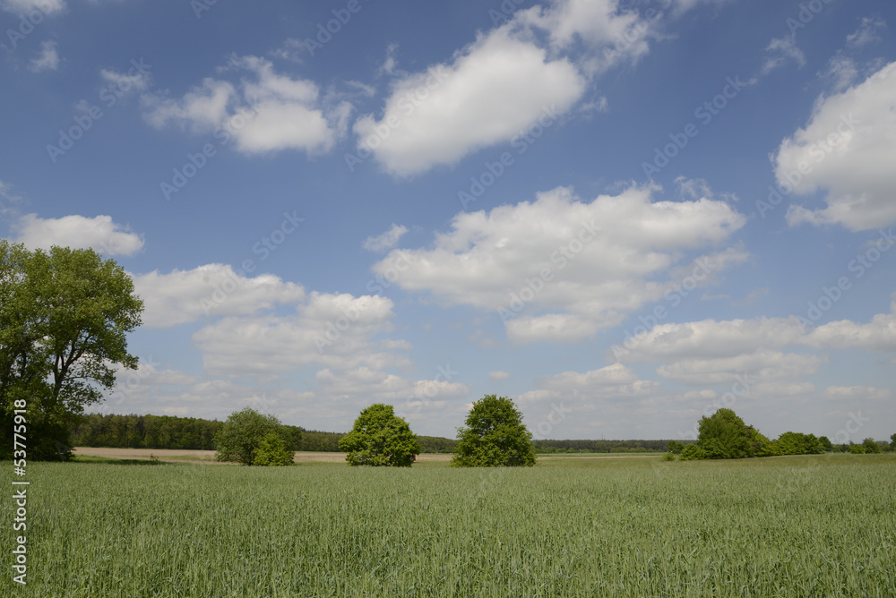 Bäume auf einem Feld