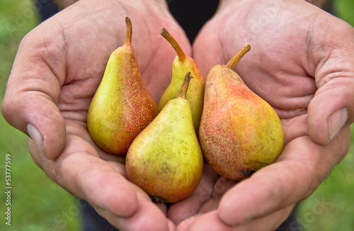 pear ( pears ) photo