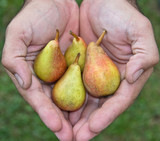 pear ( pears )