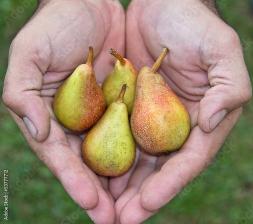 pear ( pears ) photo