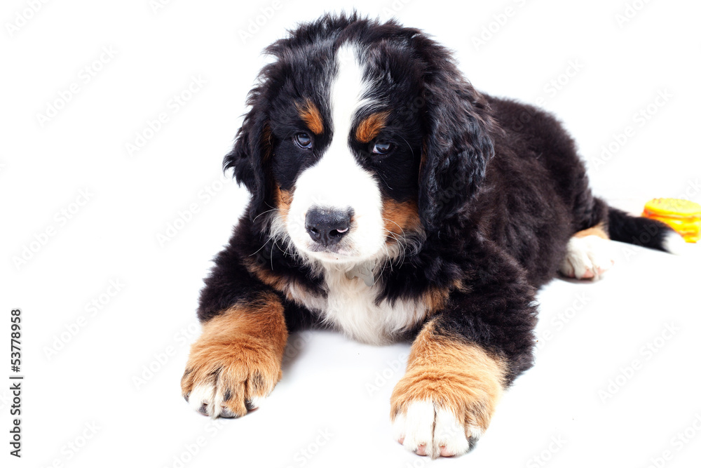 Puppy bernese mountain dog