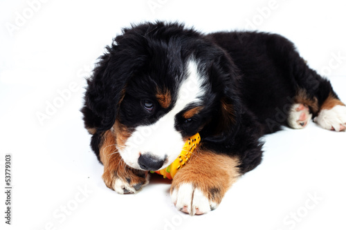 Puppy bernese mountain dog © enzo4