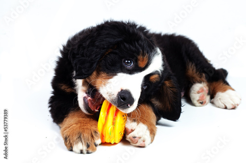 Puppy bernese mountain dog