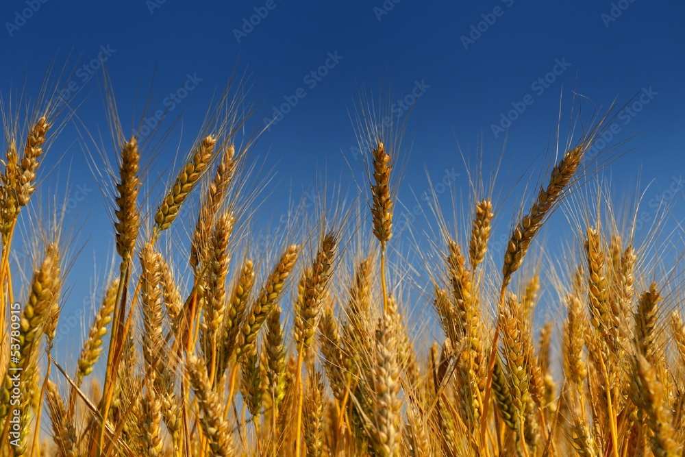 wheat field with blue sky in background wheat field with blue sky in background