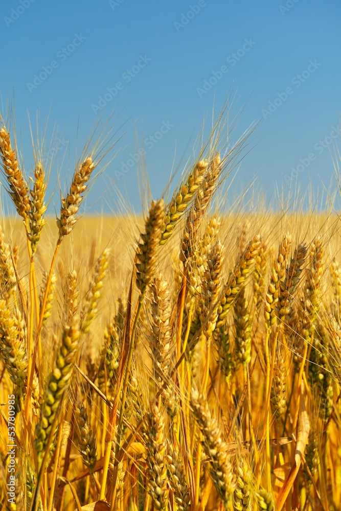 wheat field with blue sky in background wheat field with blue sky in background