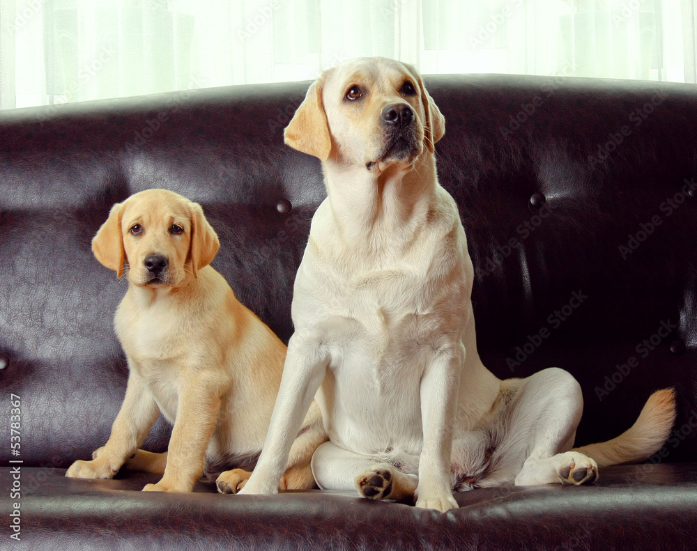 Two dogs sitting, isolated on black background