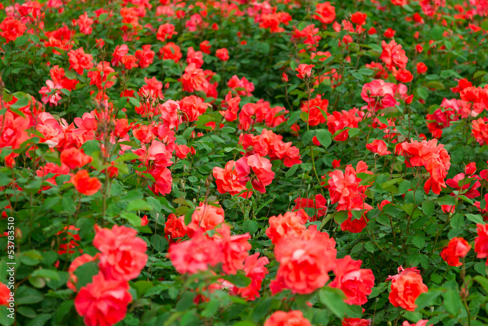 Red roses