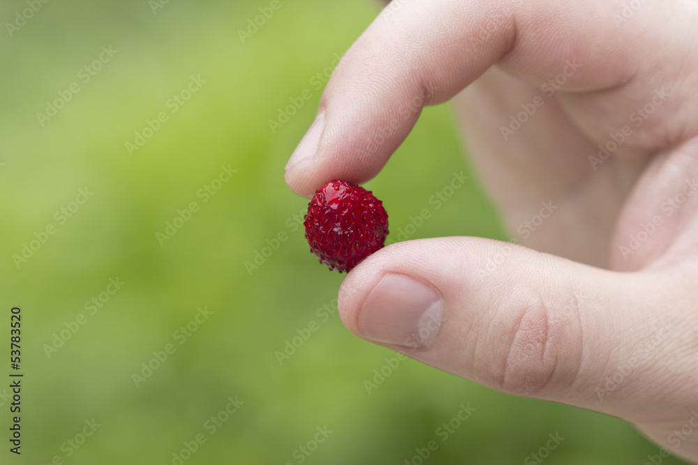 Wild-strawberry Wild-strawberry