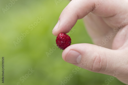 Wild-strawberry © jgagarin