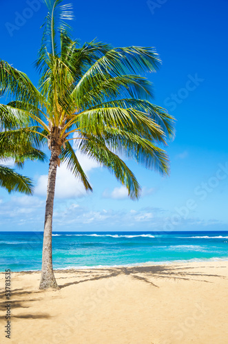 Fototapeta Naklejka Na Ścianę i Meble -  Palm trees on the sandy beach in Hawaii
