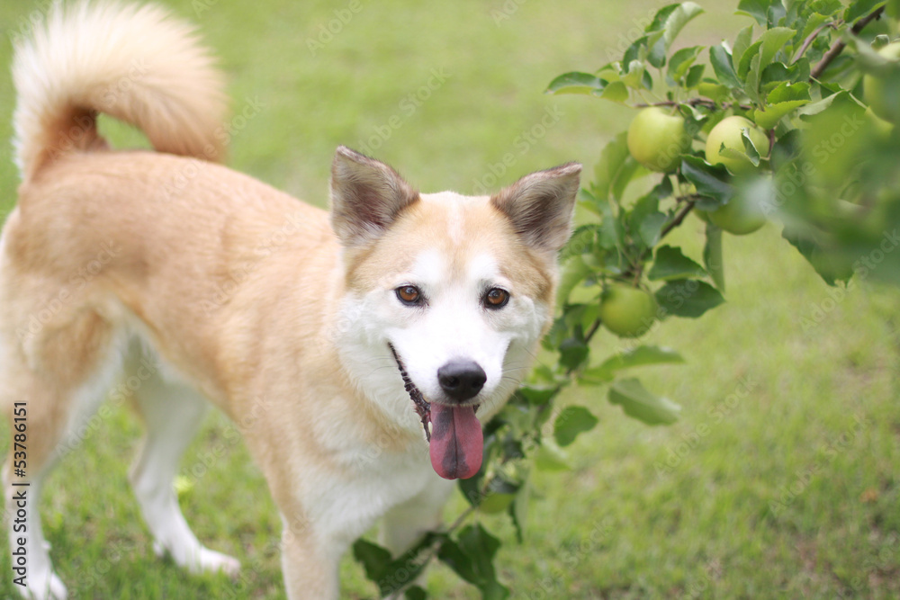犬とリンゴ