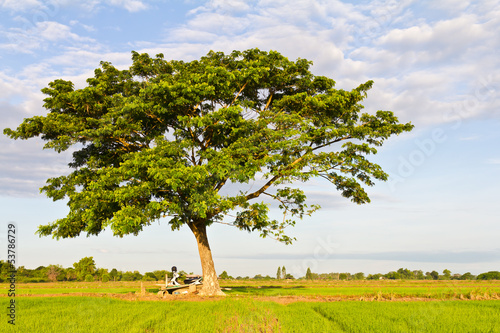 Single tree with lush foliage, which is located in rice fields