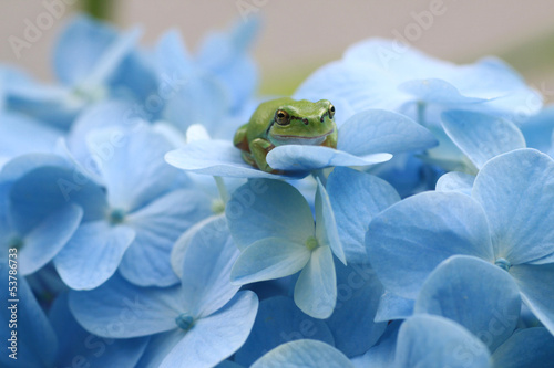 紫陽花とカエル photo