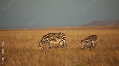 Cape Mountain Zebras
