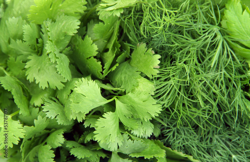 Useful herbs close up