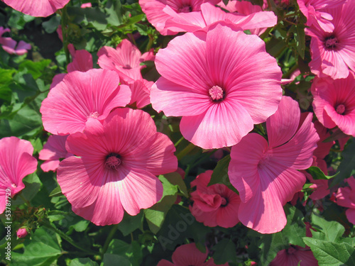 Pink lavatera flowers