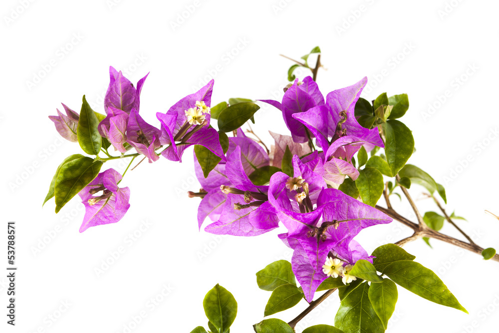pink flower close-up isolated on white background pink flower close-up isolated on white background
