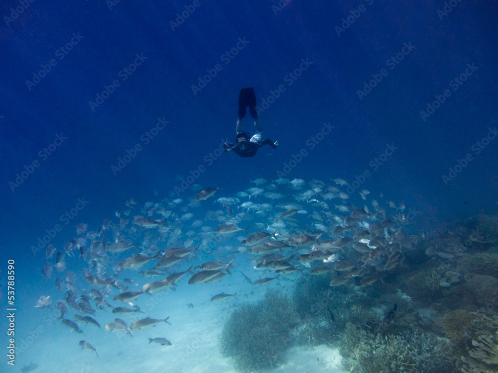 Man and school of fish