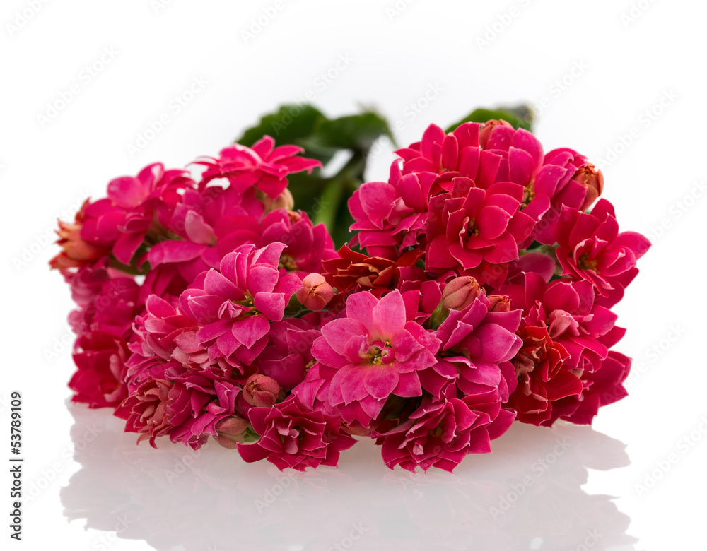 Kalanchoe blooming branch on a white background